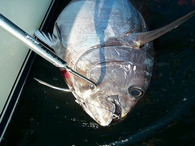 Chatham Yacht Basin - go-fish